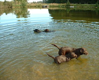 4hunde wasser