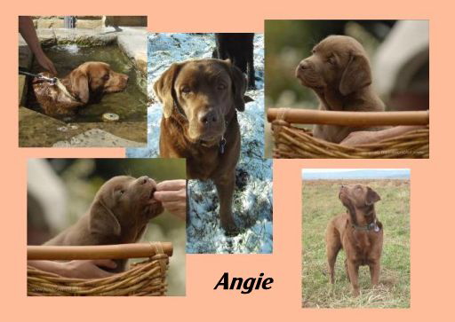 Angie collage hp--