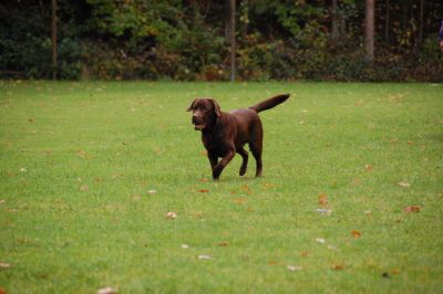 Banana Joe Wesenstest Schu 3HP