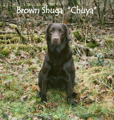 Brown Shuga 16.05.10 3hp