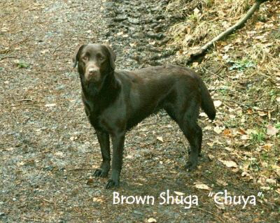 Brown Shuga 16.05.10 1hp