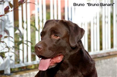 Bruno 13.10.12 1hp