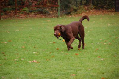 Bud Spencer Wesenstest 17.10.09 2HP