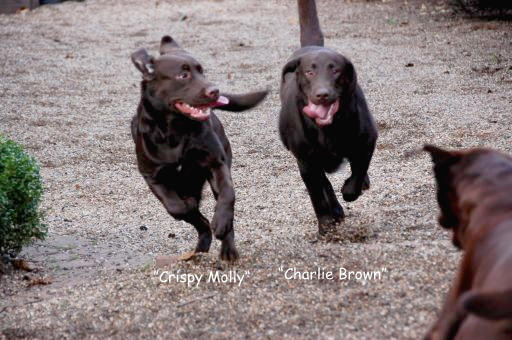 Charlie und Molly HP