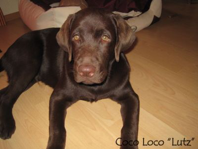 Coco Loco 17.08.10 1HP-