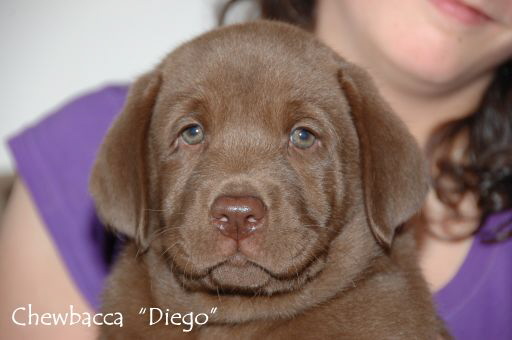 Diego 4hp-