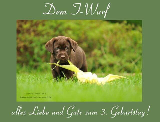 Geburtstag F-Wurf hp-