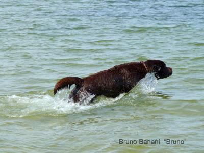 Hundestrand Baabe 4-hp