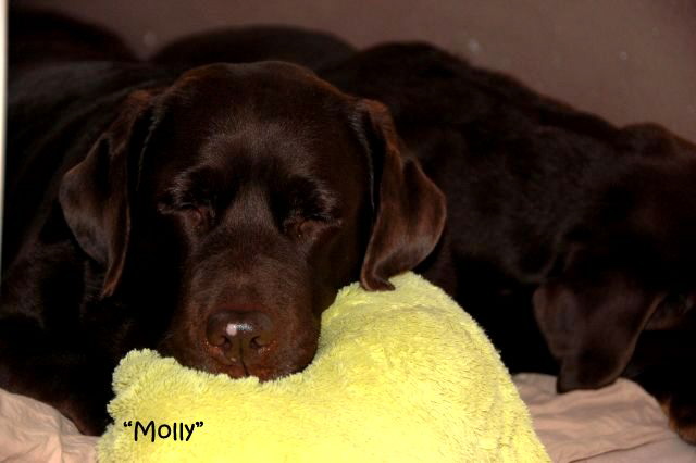 Molly 24.12.16-