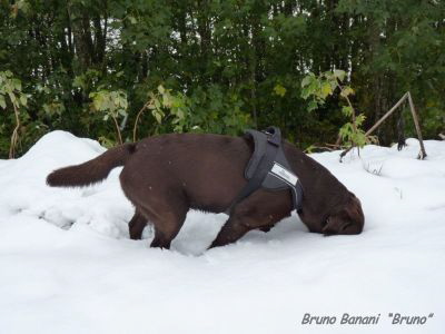 Schneetaucher brunohp