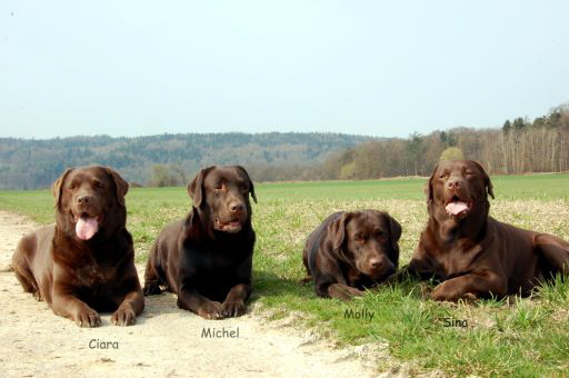 Unsere Hunde 27.03.11 3hp-