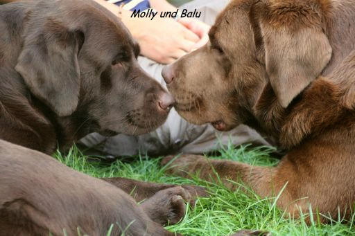 balu u molly 8-