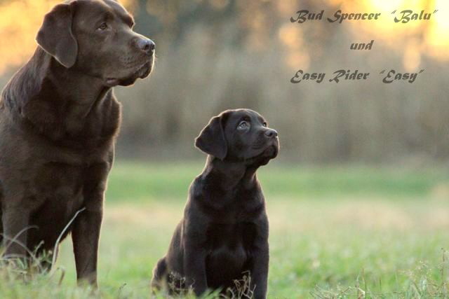 balu und easy--hp