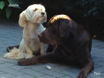 toni und goldie hp