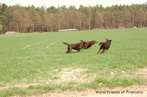 unsere Hunde 27.03.11 2hp-