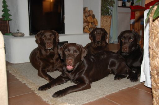 unsere Hunde Weihnachten 2010 HP